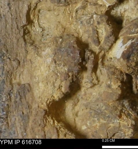 Teredo sp.