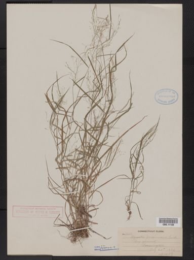Agrostis perennans