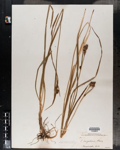 Carex