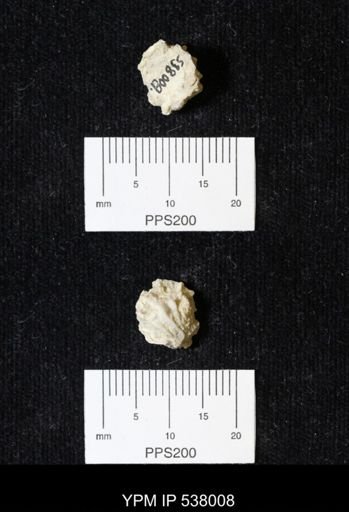 Plicatula dentonensis