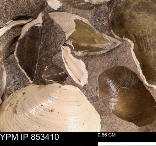 Limopsis? striatopunctatus