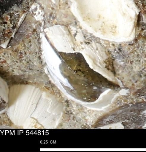 Corbulamella gregaria