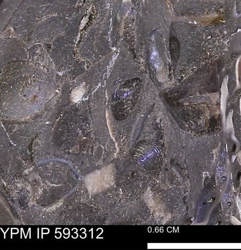 undet. Bivalvia