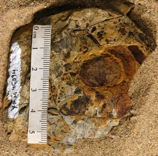 Quereuxia angulata