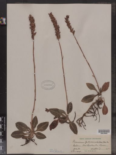 Peramium pubescens