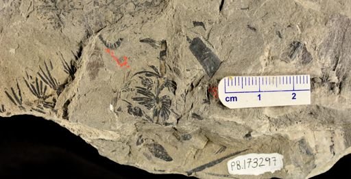 Asterophyllites sp.