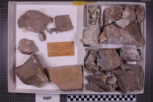 mixed taxa, stratigraphic collection