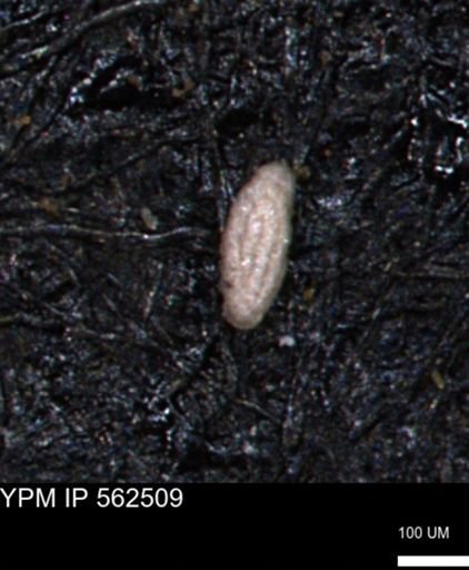 Miliammina ischnia