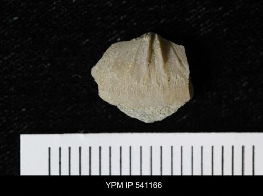 Sowerbyella sericea