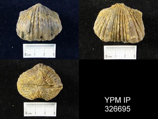 Platystrophia ponderosa