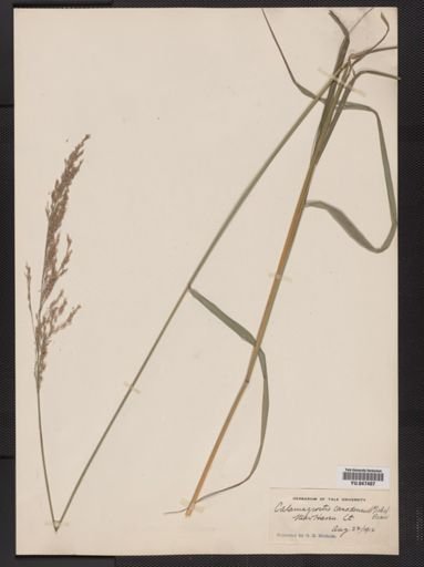 Calamagrostis canadensis