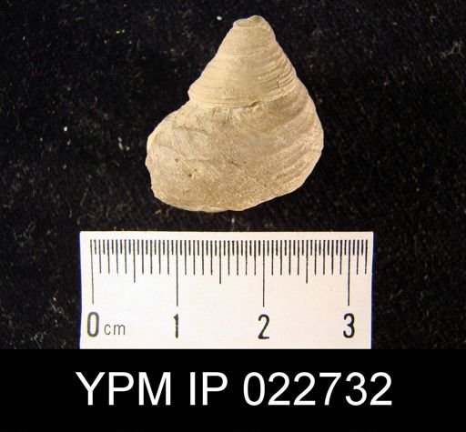 Cyclonema sp.