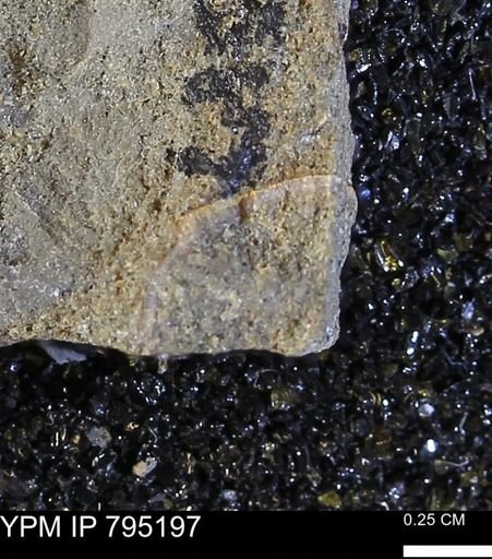 undet. Bivalvia