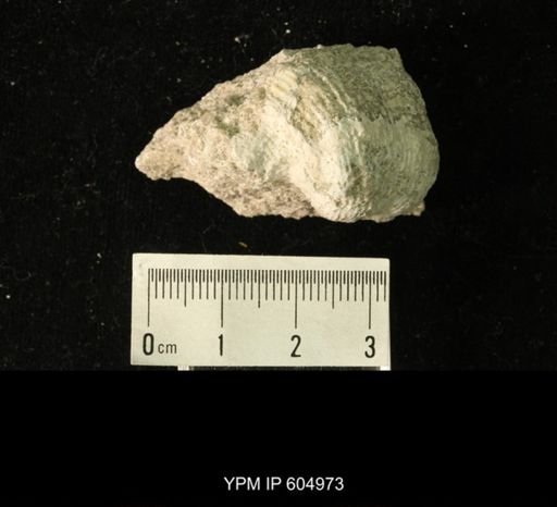 Productus?