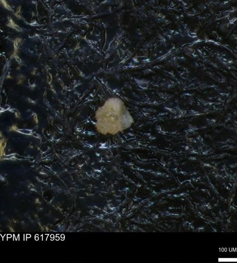 undet. Foraminiferida