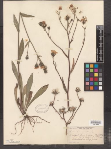 Picris hieracioides