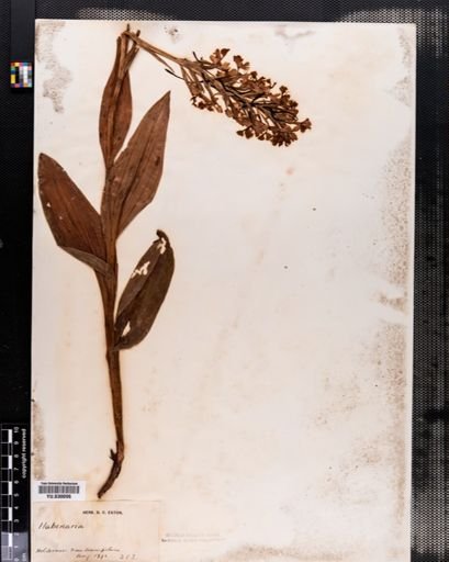 Plantae