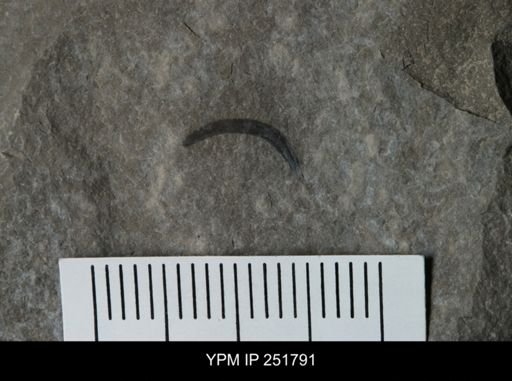 undet. Eurypterida