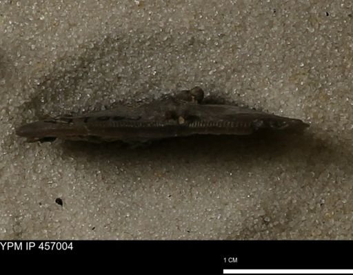 Stropheodonta sp.