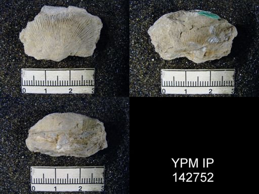 Derbyia sp.