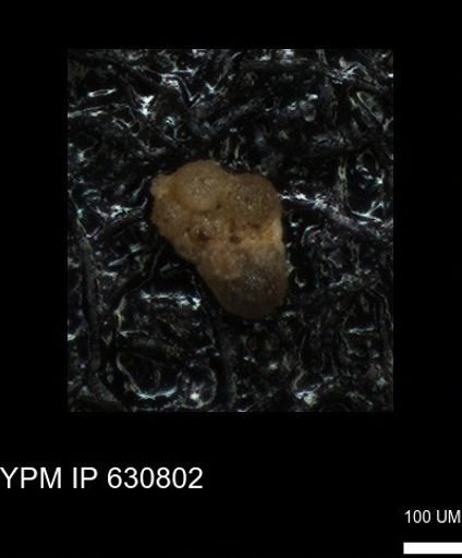 undet. Globigerinina