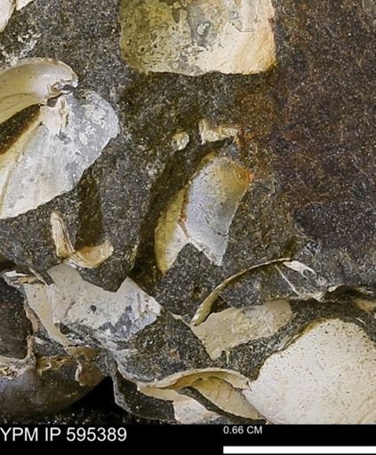 Protocardia sp.