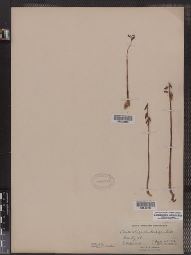 Corallorhiza odontorhiza