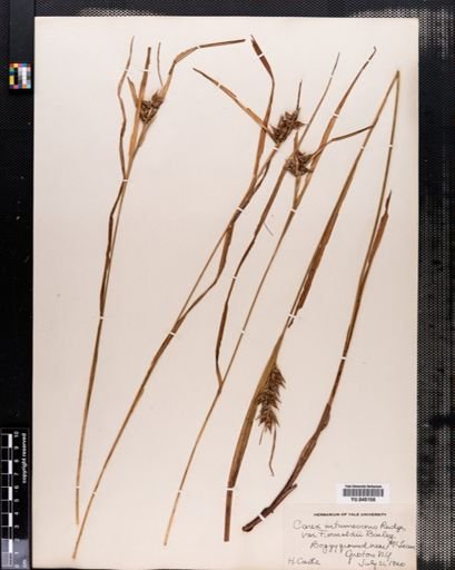 Carex intumescens