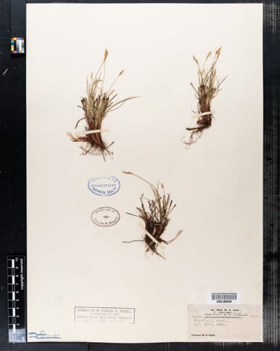 Carex umbellata