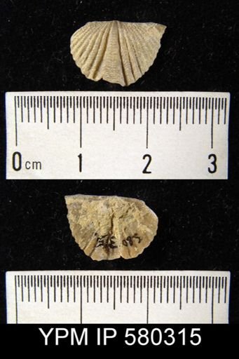 undet. Delthyridoidea