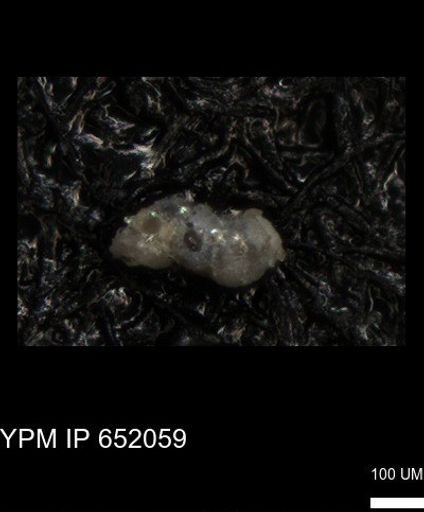 undet. Foraminiferida