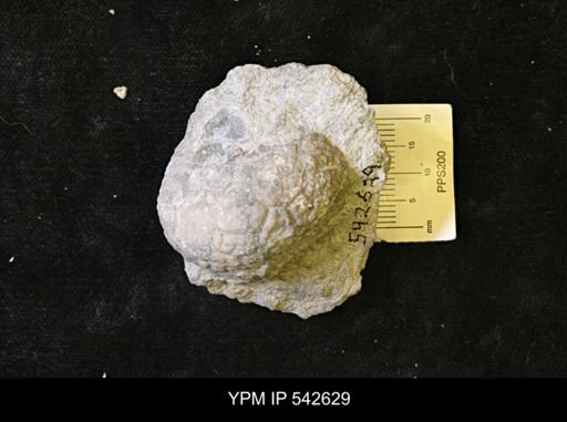 Dolatocrinus sp.