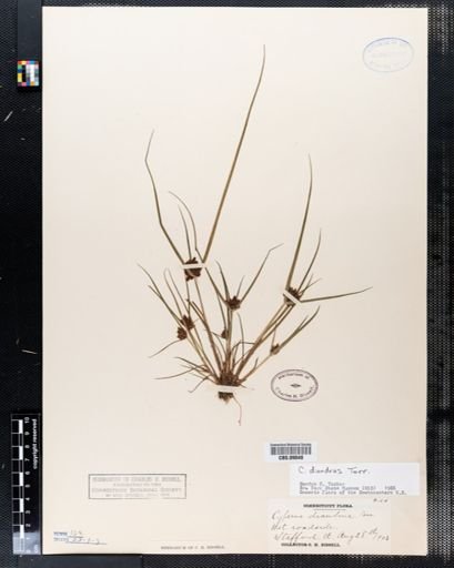 Cyperus diandrus