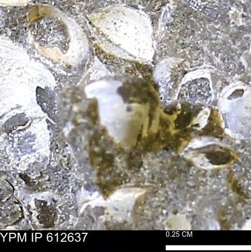 Protocardia sp.