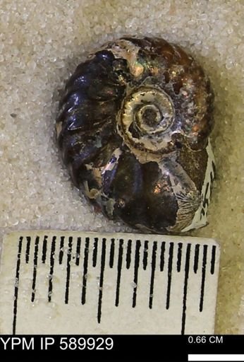 Hoploscaphites comprimus