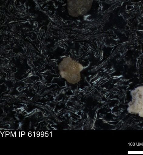 undet. Foraminiferida