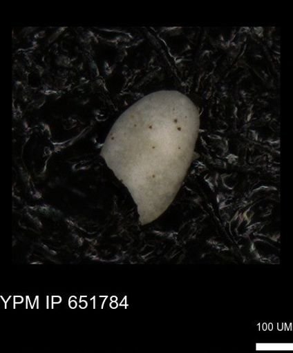 undet. Ostracoda