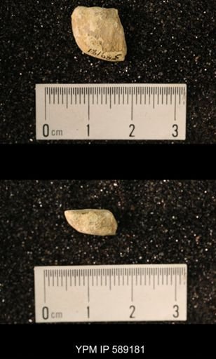 Sowerbyella sp.