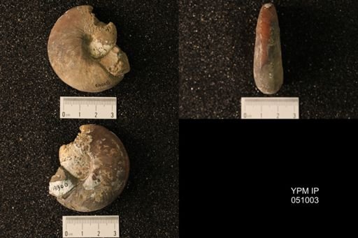 Hoploscaphites nicolletii