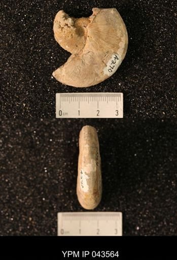 Hoploscaphites nicolletii