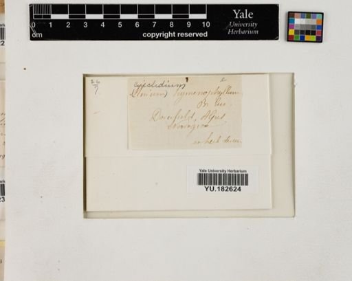 Plantae