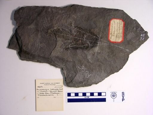 Anchisauripus hitchcocki