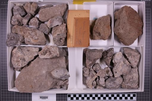 mixed taxa, stratigraphic collection