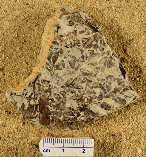 Triphyllopteris rarinervis