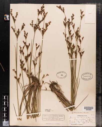 Juncus brevicaudatus