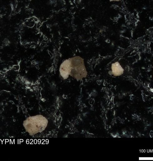 undet. Foraminiferida