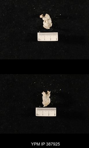 Hercosia sp.