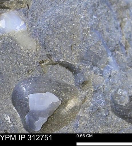 undet. Bivalvia