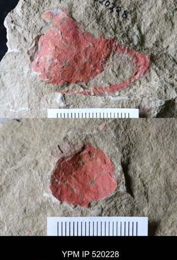 Nimchacystis agterbosi