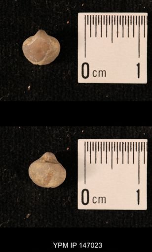 Ambocoelia planoconvexa